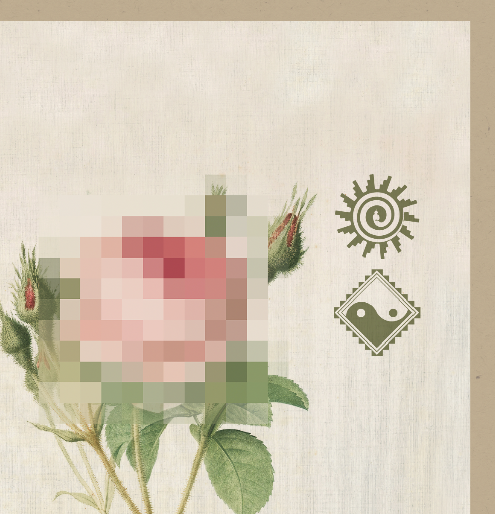 Smell The Roses 3 - Framed Print